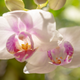 Illustration for article titled Orchids